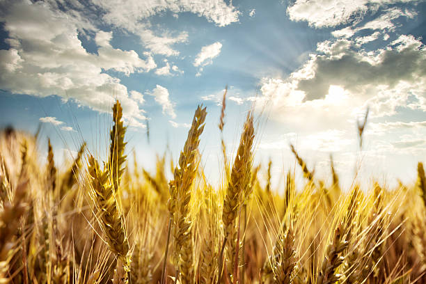 istock Ripe ears of wheat under the blue sky 481117036