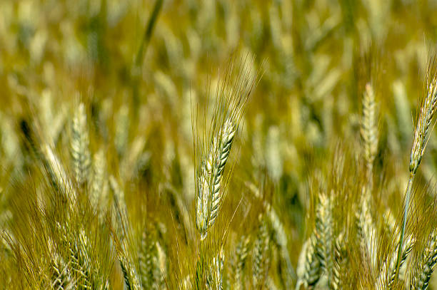 istock ears of rye 481119886