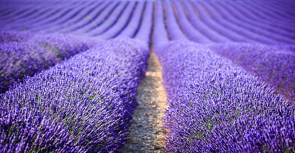 fields of blooming lavender flowers - Provence, France