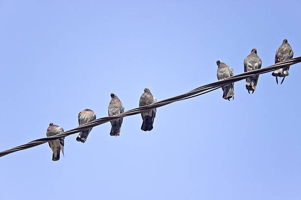 istock Pigeons on an electric wires over sky 481121615