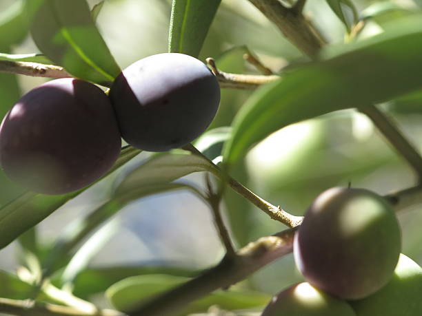 istock Olives on Olive Tree in Andalusia, Southern Spain 481122763