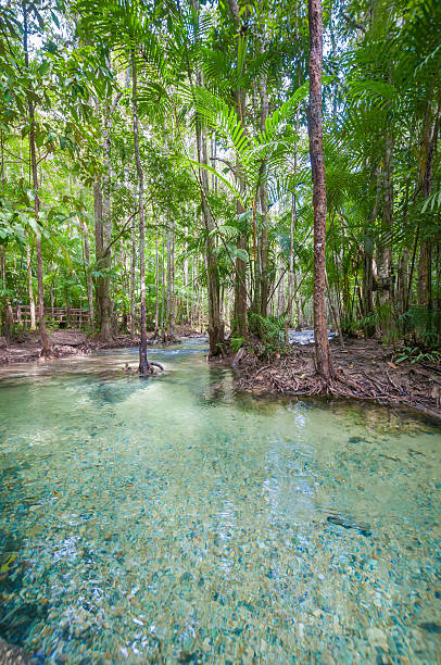 istock Mangrove forests in Krabi Thailand 481122822