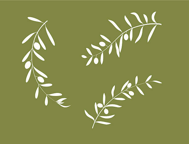 illustrazioni stock, clip art, cartoni animati e icone di tendenza di ramoscello d'ulivo - olive branch