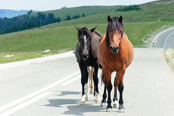 istock Romanian horses staying on a mountain road 481123553