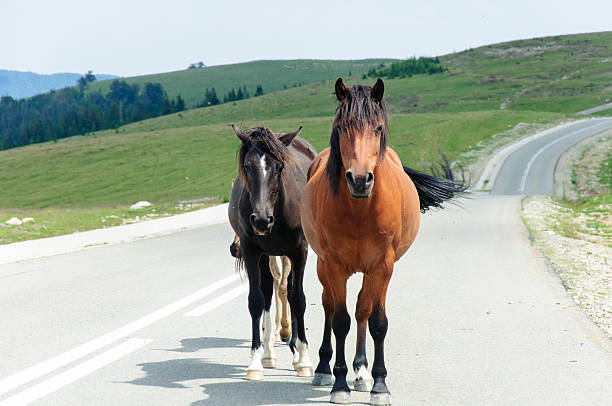 istock Romanian horses staying on a mountain road 481123557