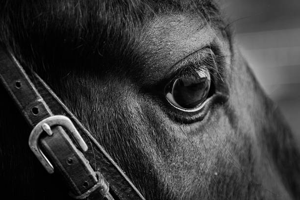 istock horses head in bridle, eye in close up 481124007