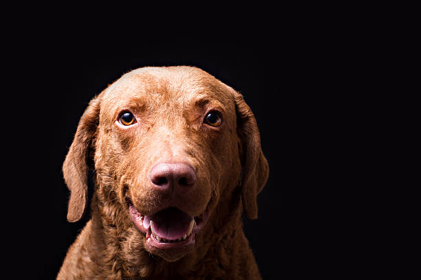 Dog: Retriever Portrait Isolated on Black