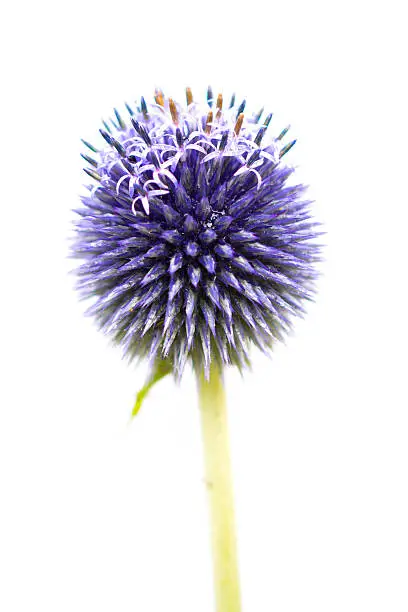 Globe thistle (Echinops) just coming into bloom. Isolated on a white background