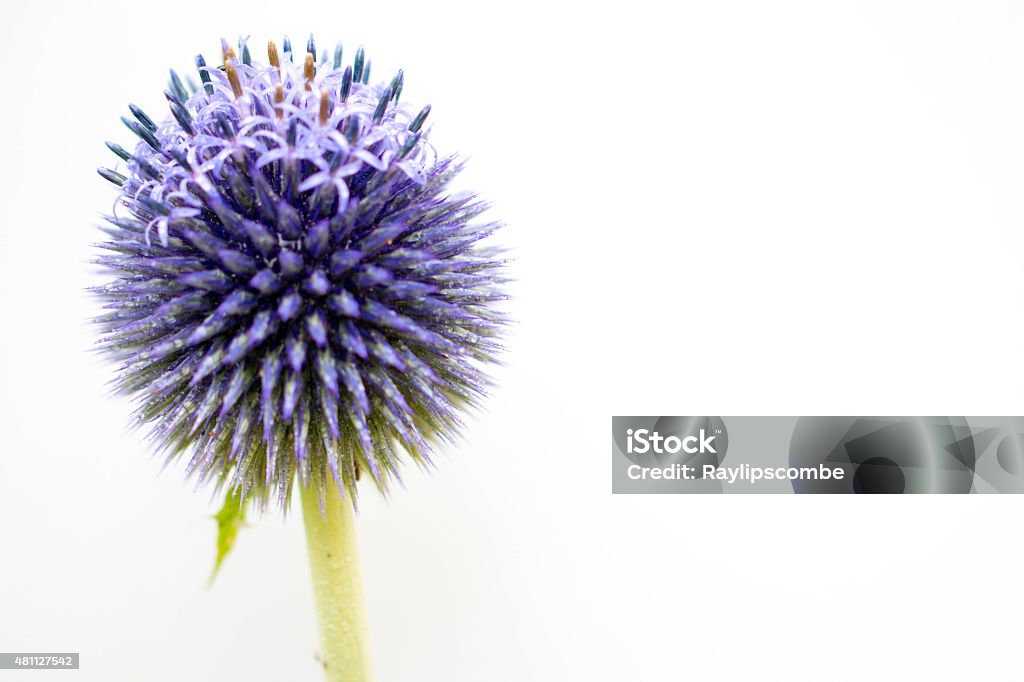 Globe thistle just coming into bloom Globe thistle just coming into bloom. Isolated on a white background Thistle Stock Photo