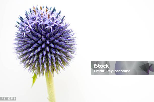 Globe Thistle Just Coming Into Bloom Stock Photo - Download Image Now - Thistle, White Background, Flower