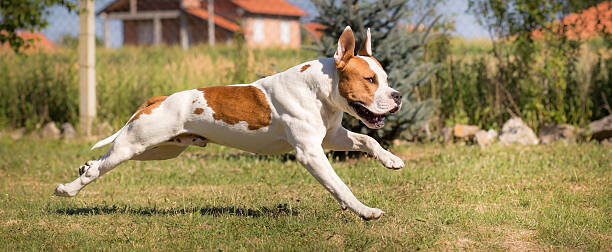 istock American staffordshire terrier dog in run 481128372