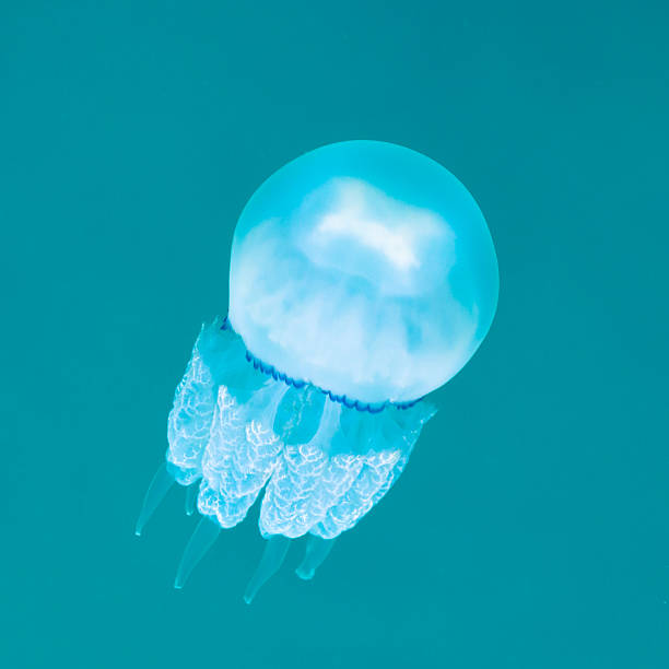 méduse dans la mer - medusa photos et images de collection