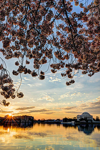 istock Jefferson Memorial framed by cherry blossoms at dawn 481128687