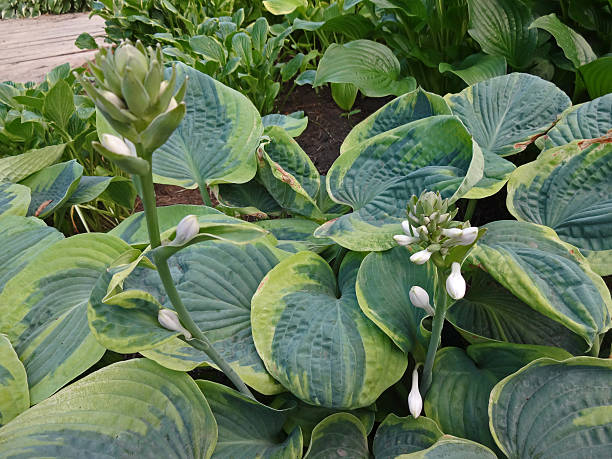 istock The green succulent plants with white flowers 481128706