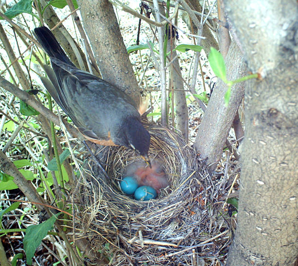 istock American Robin- her nest holds two eggs and two chicks 481129466