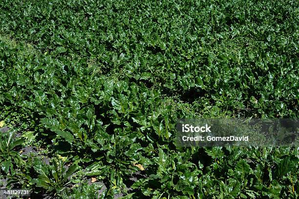 Organic Kale Growing In Field Stock Photo - Download Image Now - Agriculture, Cabbage, Cabbage Family