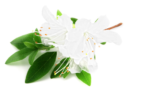 white Azalea (Rhododendron) isolated on white background