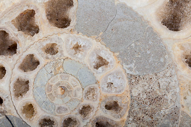 istock ammonite Jurassic fossil in stone 481130939