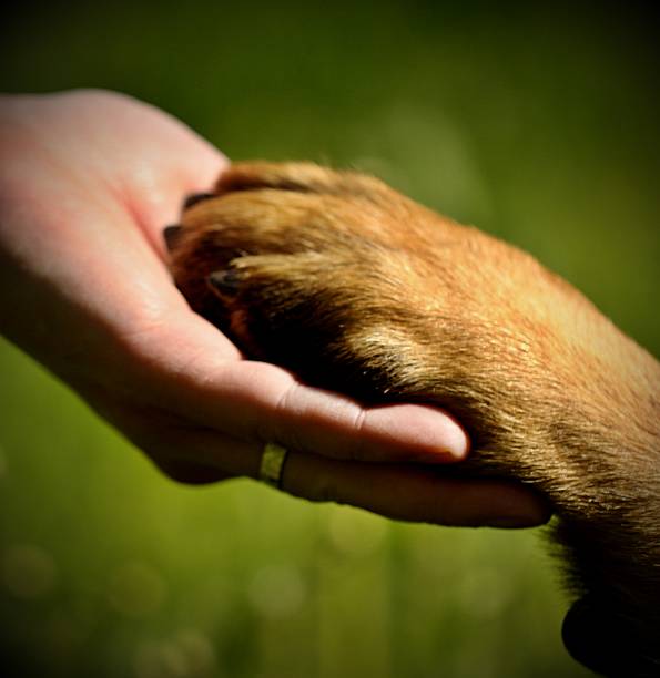 istock Dog paw and man hand 481134204