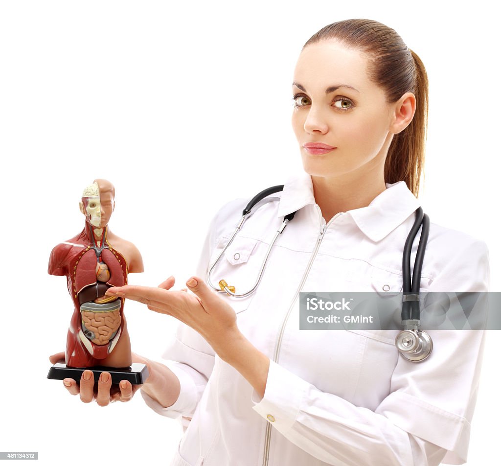Doctor showing human  digestive system 2015 Stock Photo