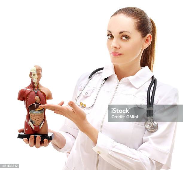 Doctor Showing Human Digestive System Stock Photo - Download Image Now - 2015, Adult, Doctor
