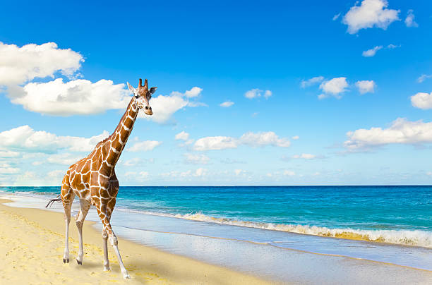 istock The giraffe runs on sand at seacoast 481134414