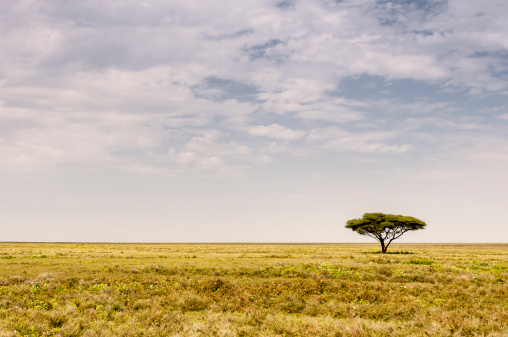 One Acacia tree in the African plains of Tanzania, near Lake Ndutu.