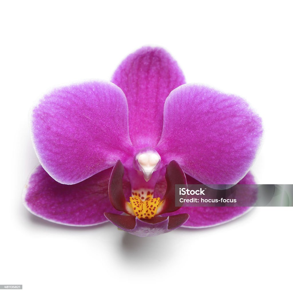 Foto de Phalaenopsis Mini Flor Orquídea Roxa e mais fotos de stock de  Beleza natural - Natureza - Beleza natural - Natureza, Branco, Cabeça da  flor - iStock
