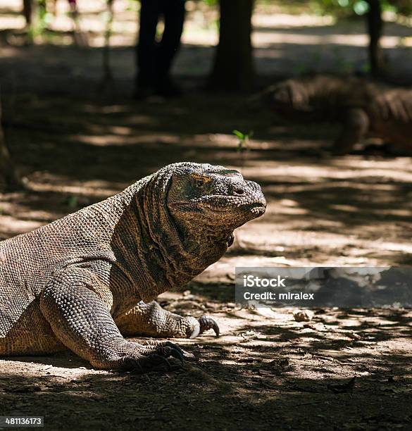 コモドオオトカゲvaranus Komodoensis - インドネシアのストックフォトや画像を多数ご用意 - インドネシア, オオトカゲ属, コモドオオトカゲ