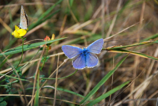 istock Two beautiful butterflies on the grass 481136436