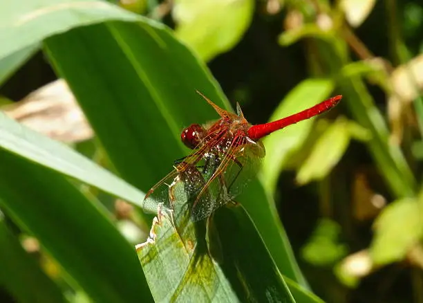 Photo of Willamette Valley Firefly