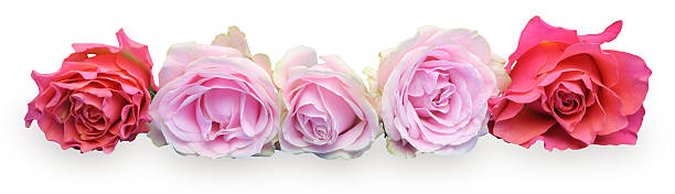 istock Bouquet of roses 481140758