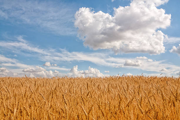 пшеничное поле с облака выше. - alberta prairie autumn field стоковые фото и изображения