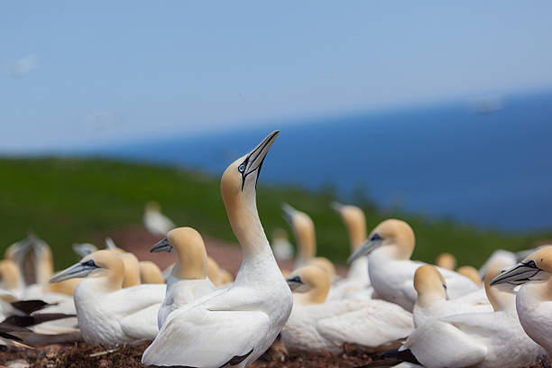istock Northern gannet colony on Bonaventure Island 481142328