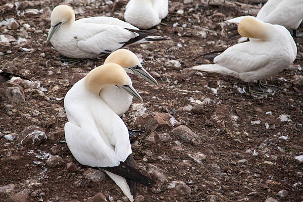 istock Northern Gannet pairs on Bonaventure Island 481144896
