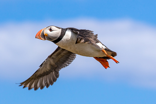 Close-up of an Atlantic puffin caught in flight over the Farne islands, Great Britain