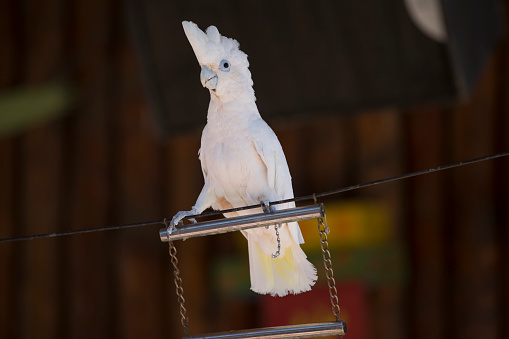 White Parrot climbing the ladder.