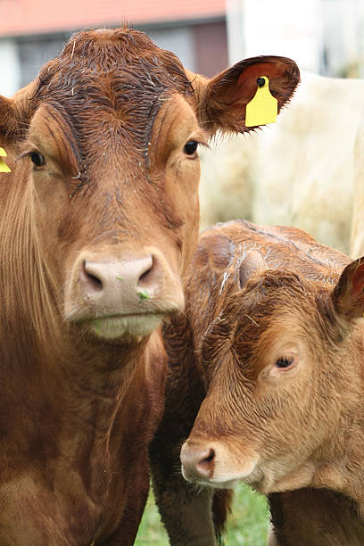 istock Cow mother with baby calf 481148928