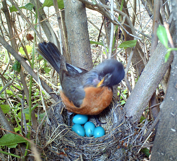 istock American Robin on her nest incubating four eggs 481148944