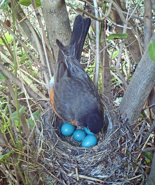 istock American Robin on her nest incubating four eggs 481148948