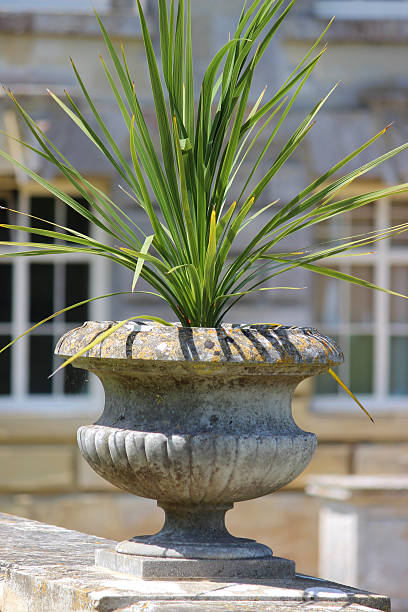 Photo showing a green cordyline australis or 'cabbage palm tree', which is growing in an ornamental stone planter pot, on the top of a wall.