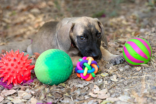 istock Puppy Toys 481151834