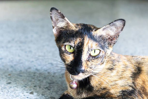istock yellow and black flur cat 481152642