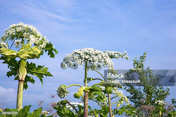 Cow Parsnip Flowers Stock Photo - Download Image Now - 2015, Biennial, Blue