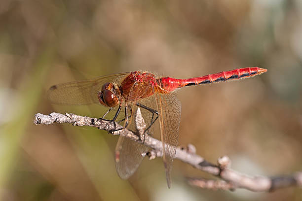 istock Ventral View of Red Darter Dragonfly 481154910