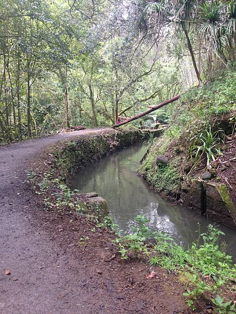 istock Rainforest, Hana, Maui, Hawaii 481155086