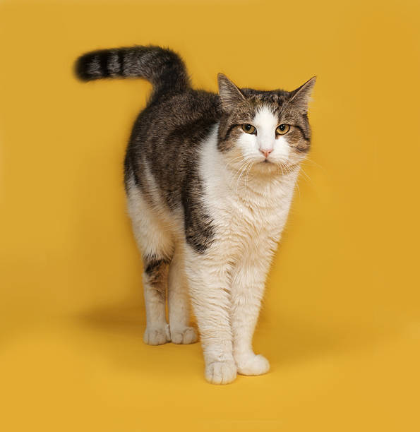 istock White and striped fluffy cat standing on yellow 481157808