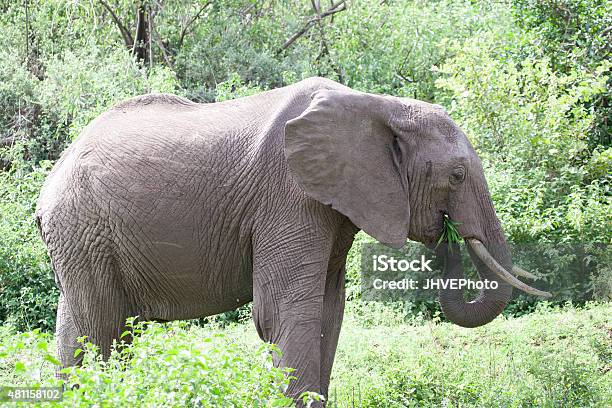 Elephant Eating Grass Stock Photo - Download Image Now - 2015, Africa, African Elephant