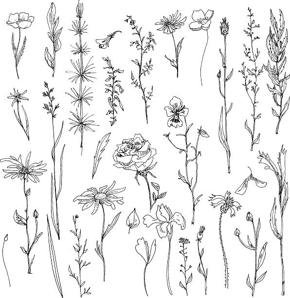 floral doodle set - meadow single flower bud cornflower stock illustrations