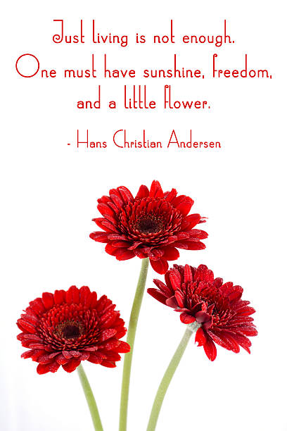 istock Red gerbera flowers with inspirational quote. 481161452